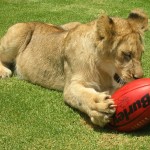 Lion Footy Africa AFL